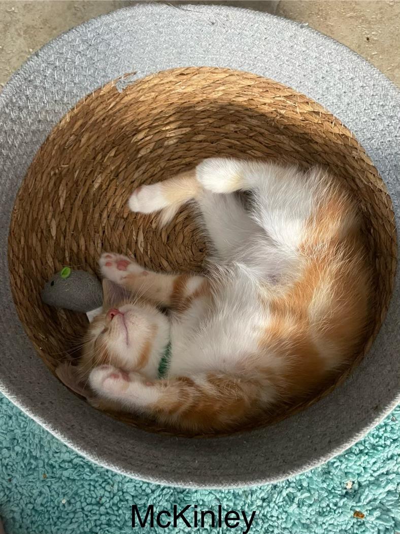 McKinley, a Adoptable Domestic Short Hair in Riverside, CA image 2/3