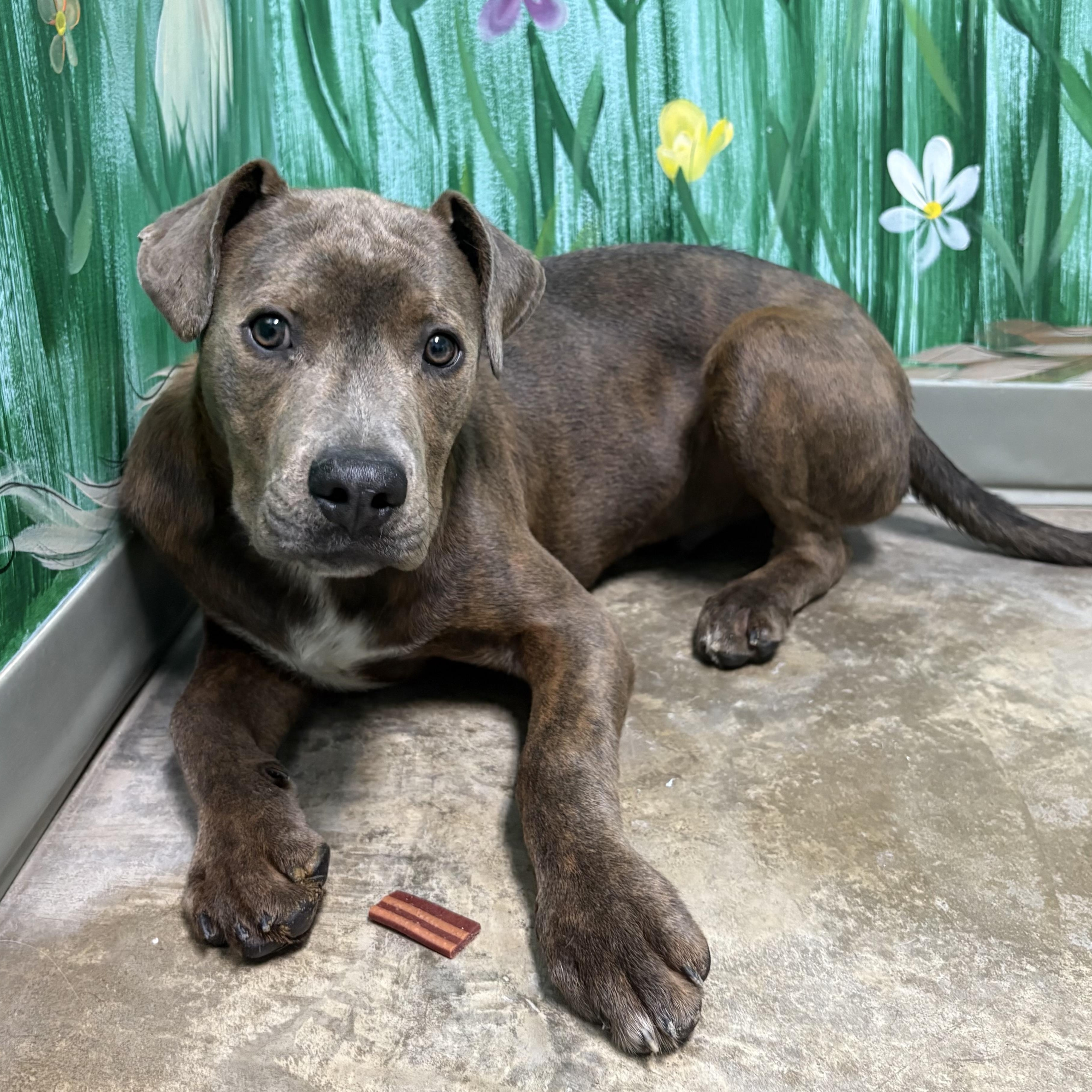 Enlarge Gator, a Adoptable mixed breed in Godfrey, IL image 1/1