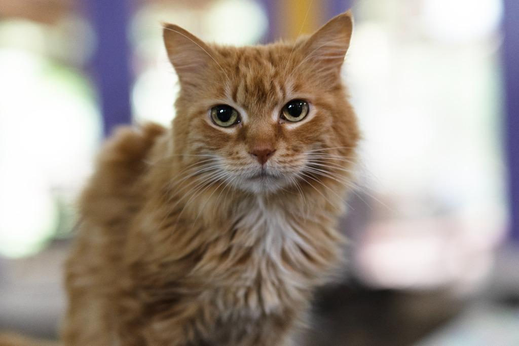 Nala — thumbnail 2