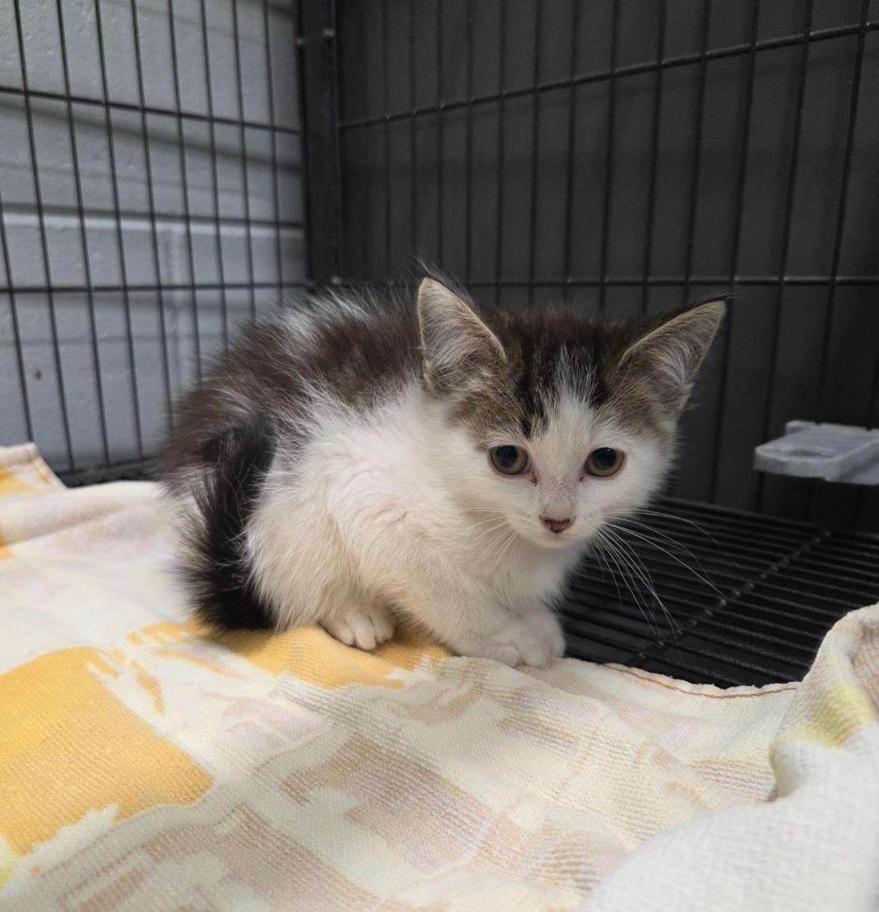 Walter, Adoptable, Young Male Domestic Short Hair.