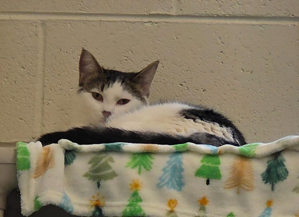 Enlarge Walter, a Adoptable mixed breed in Muskegon, MI image 2/3