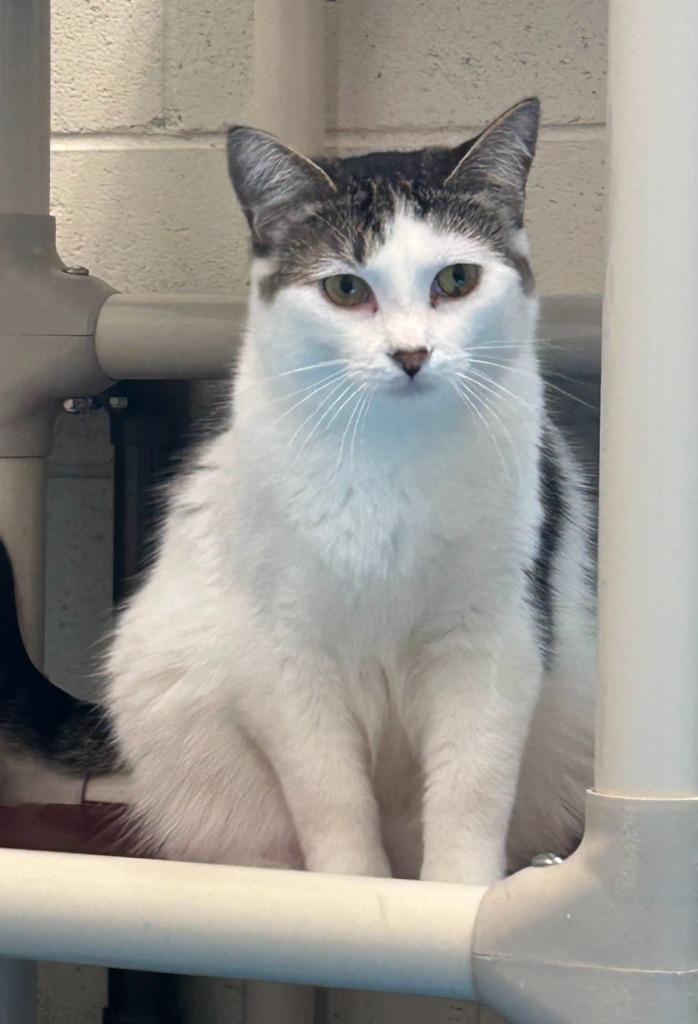 Walter, a Adoptable mixed breed in Muskegon, MI image 3/5