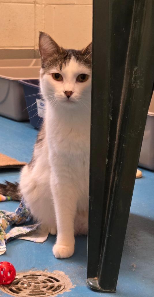 Enlarge Walter, a Adoptable mixed breed in Muskegon, MI image 3/4