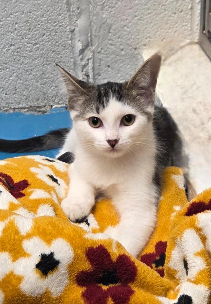 Enlarge Walter, a Adoptable mixed breed in Muskegon, MI image 3/3