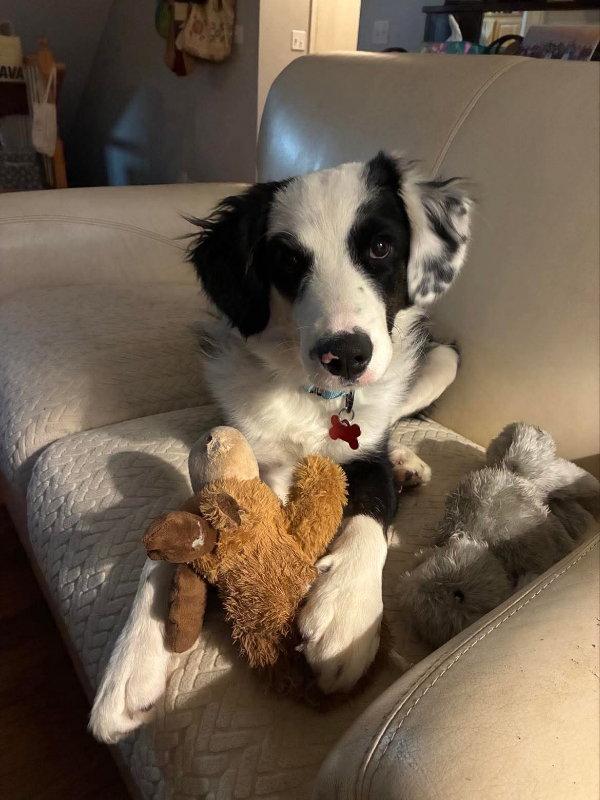 Tux, Adoptable, Puppy Male Border Collie.