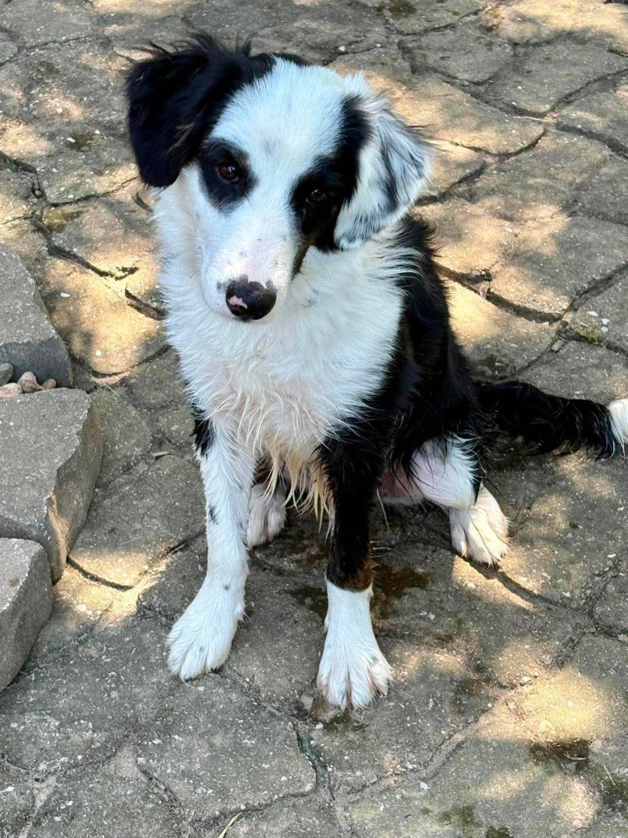 Enlarge Tux, a Adoptable Border Collie in Kansas City, MO image 2/3