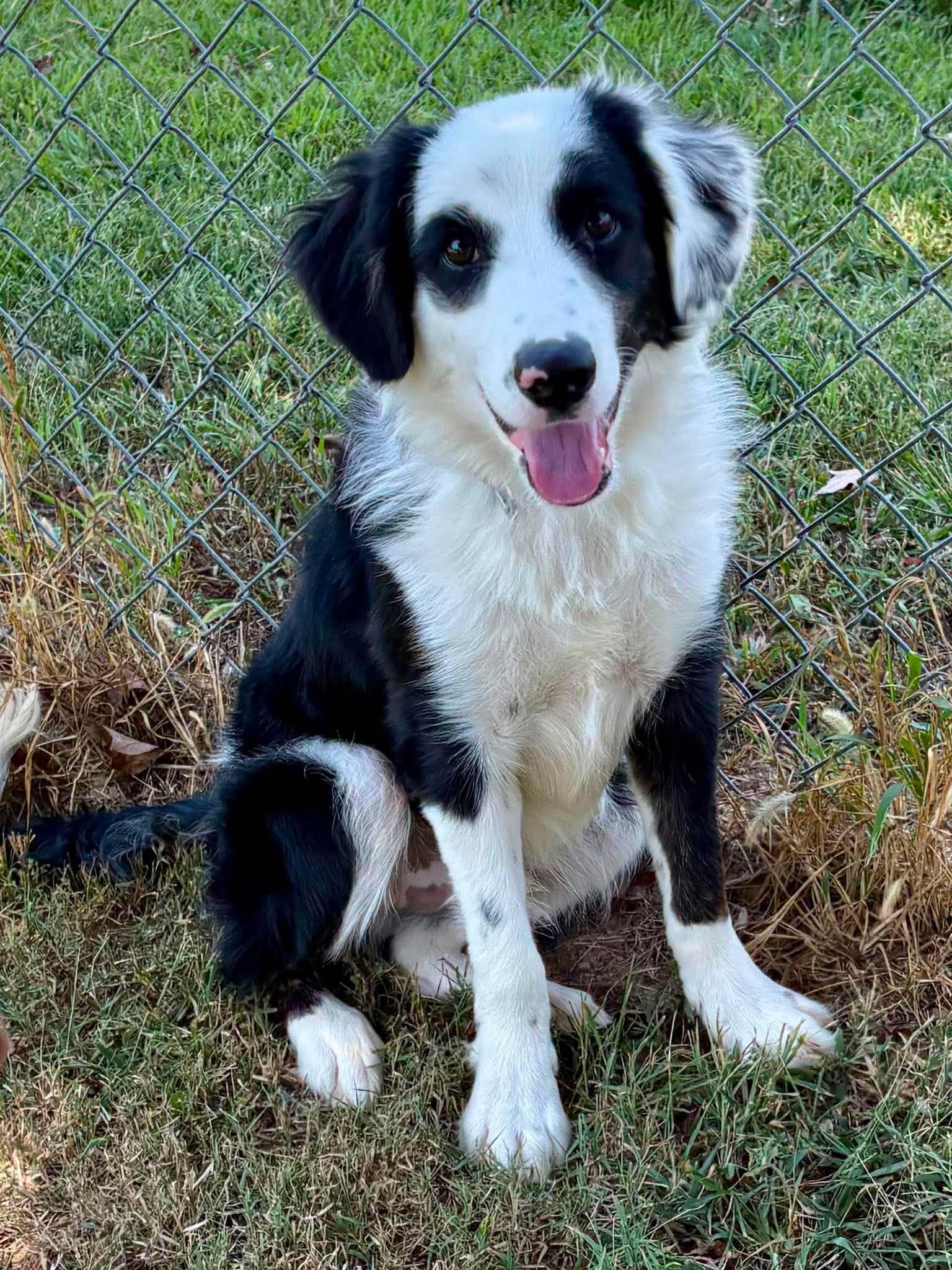 Enlarge Tux, a Adoptable Border Collie in Kansas City, MO image 3/3