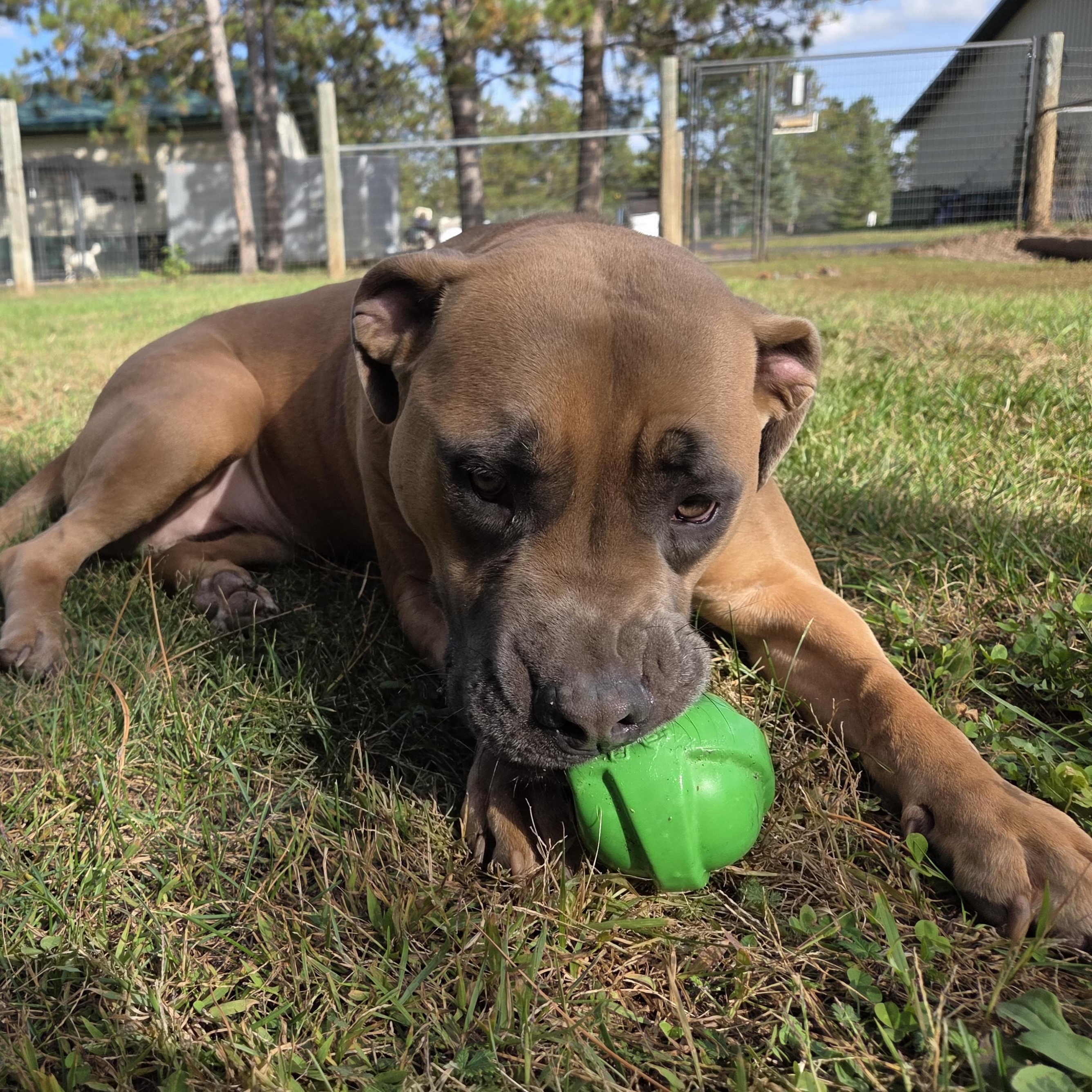 Enlarge Hazel, a Adoptable mixed breed in Park Rapids, MN image 2/3