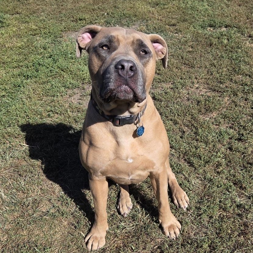 Hazel, Adoptable, Adult Female Mastiff.