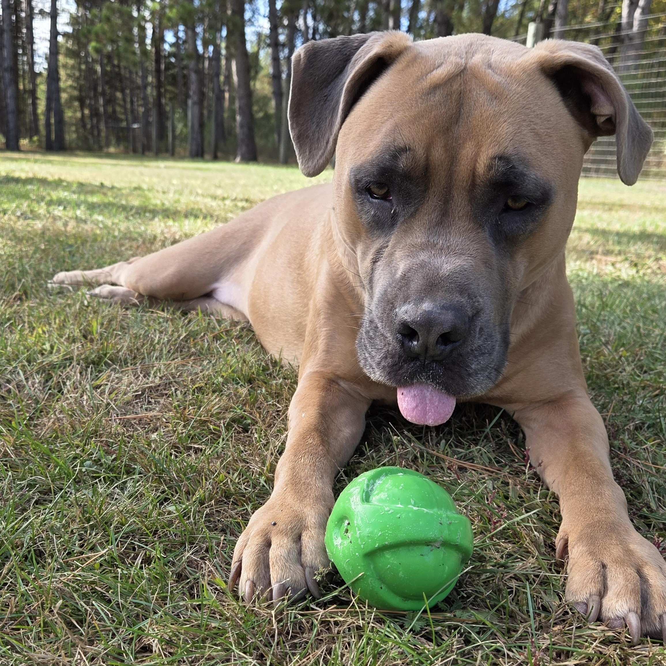 Enlarge Hazel, a Adoptable mixed breed in Park Rapids, MN image 3/3