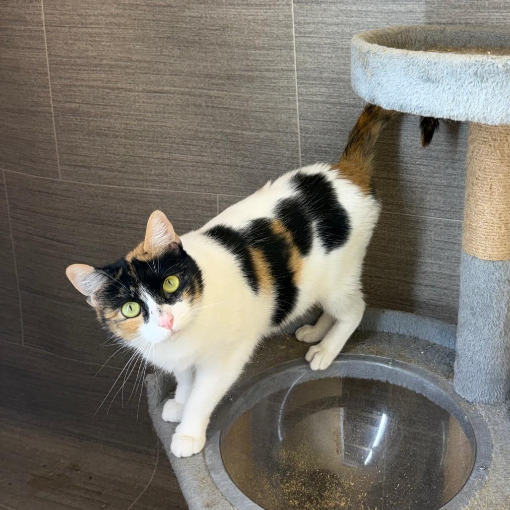 Tiffany Statton, Adoptable, Young Female Domestic Short Hair.