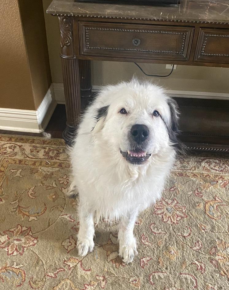 Enlarge Elizabeth, a Adoptable Great Pyrenees in Fayetteville, AR image 1/6