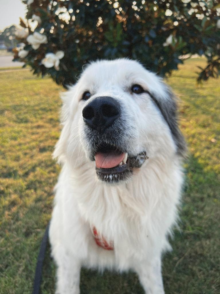 Enlarge Elizabeth, a Adoptable Great Pyrenees in Fayetteville, AR image 2/6