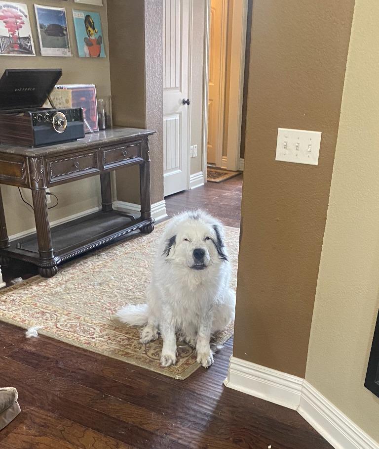 Enlarge Elizabeth, a Adoptable Great Pyrenees in Fayetteville, AR image 3/6