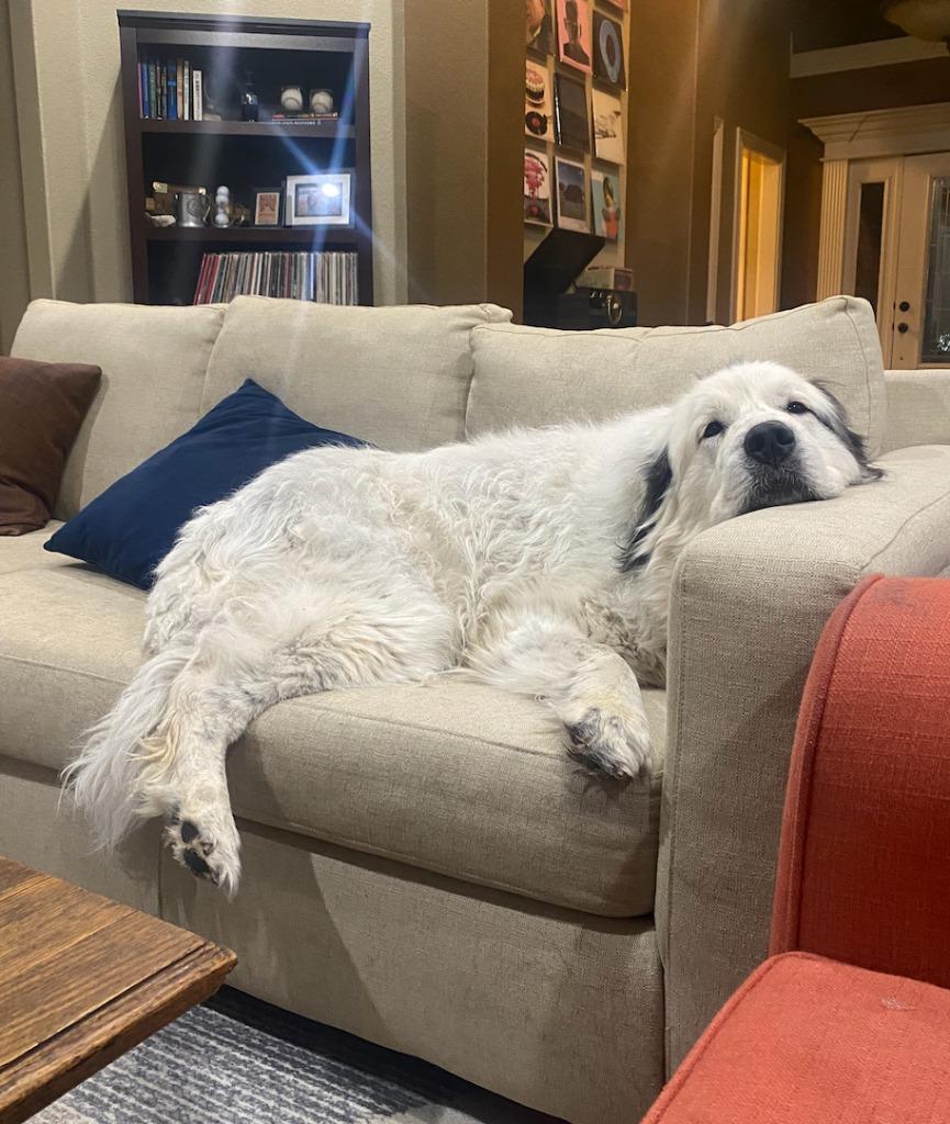 Enlarge Elizabeth, a Adoptable Great Pyrenees in Fayetteville, AR image 4/6