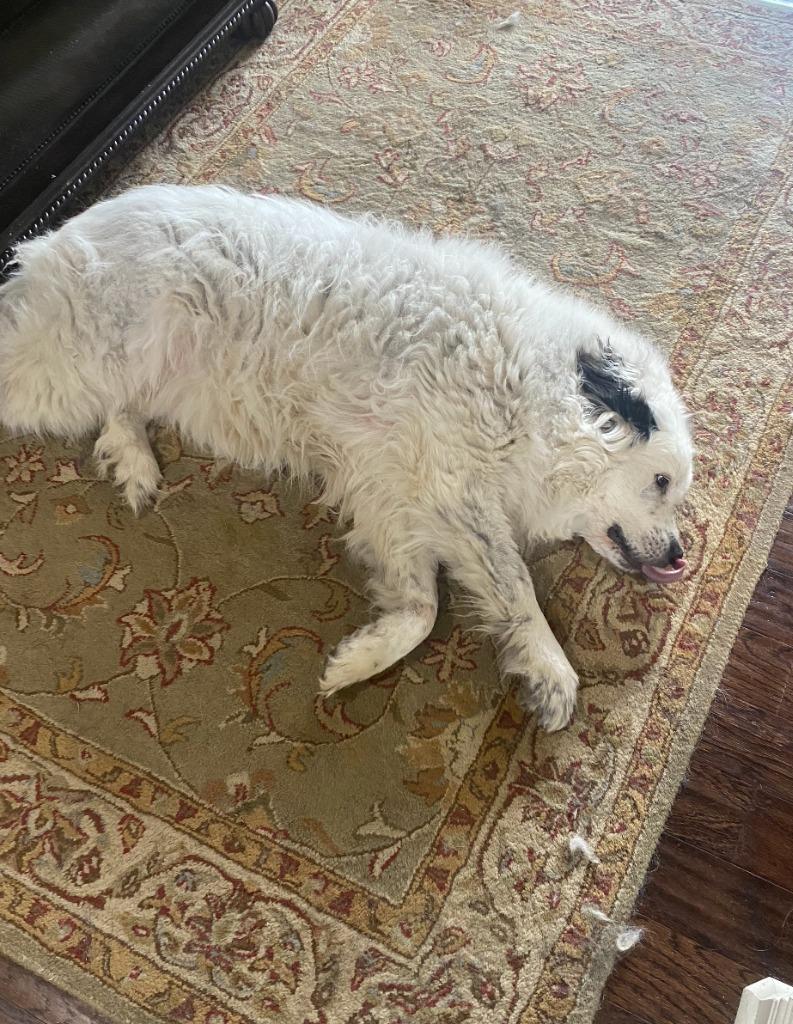 Enlarge Elizabeth, a Adoptable Great Pyrenees in Fayetteville, AR image 5/6