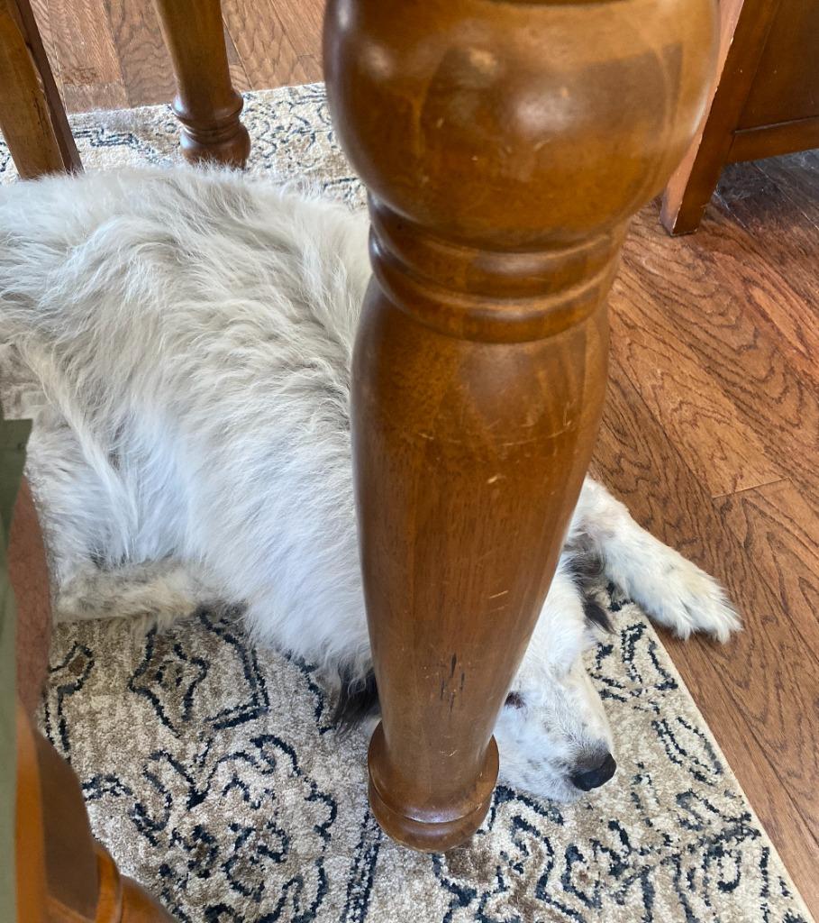 Enlarge Elizabeth, a Adoptable Great Pyrenees in Fayetteville, AR image 6/6