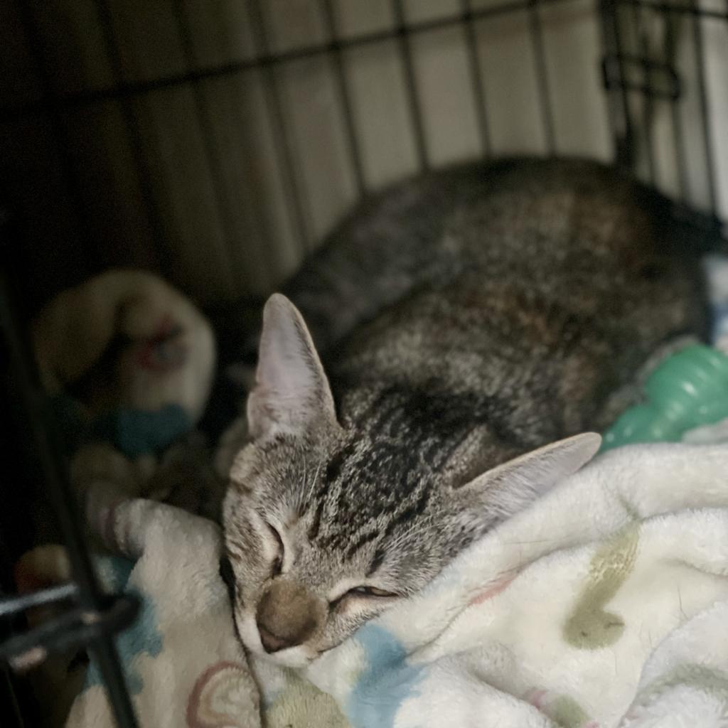 Whiskey — thumbnail 2