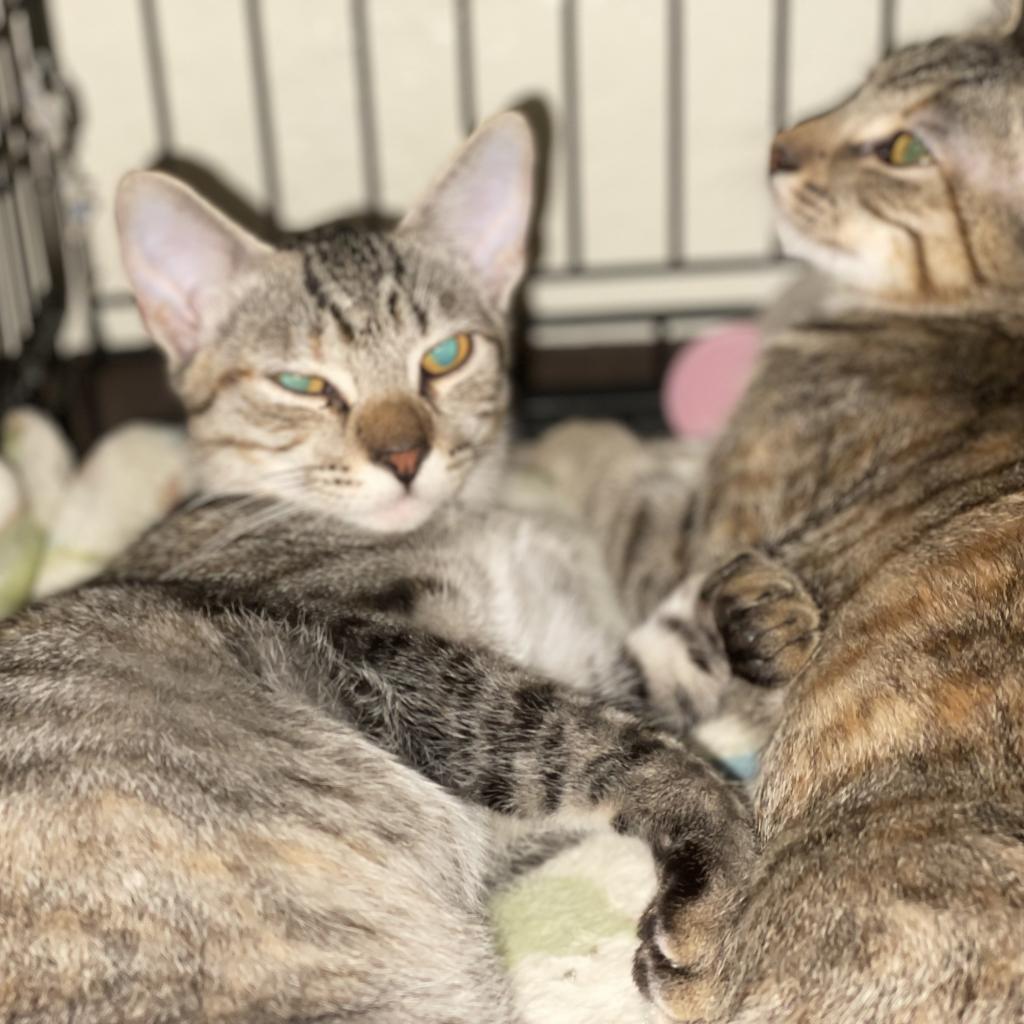 Whiskey — thumbnail 3