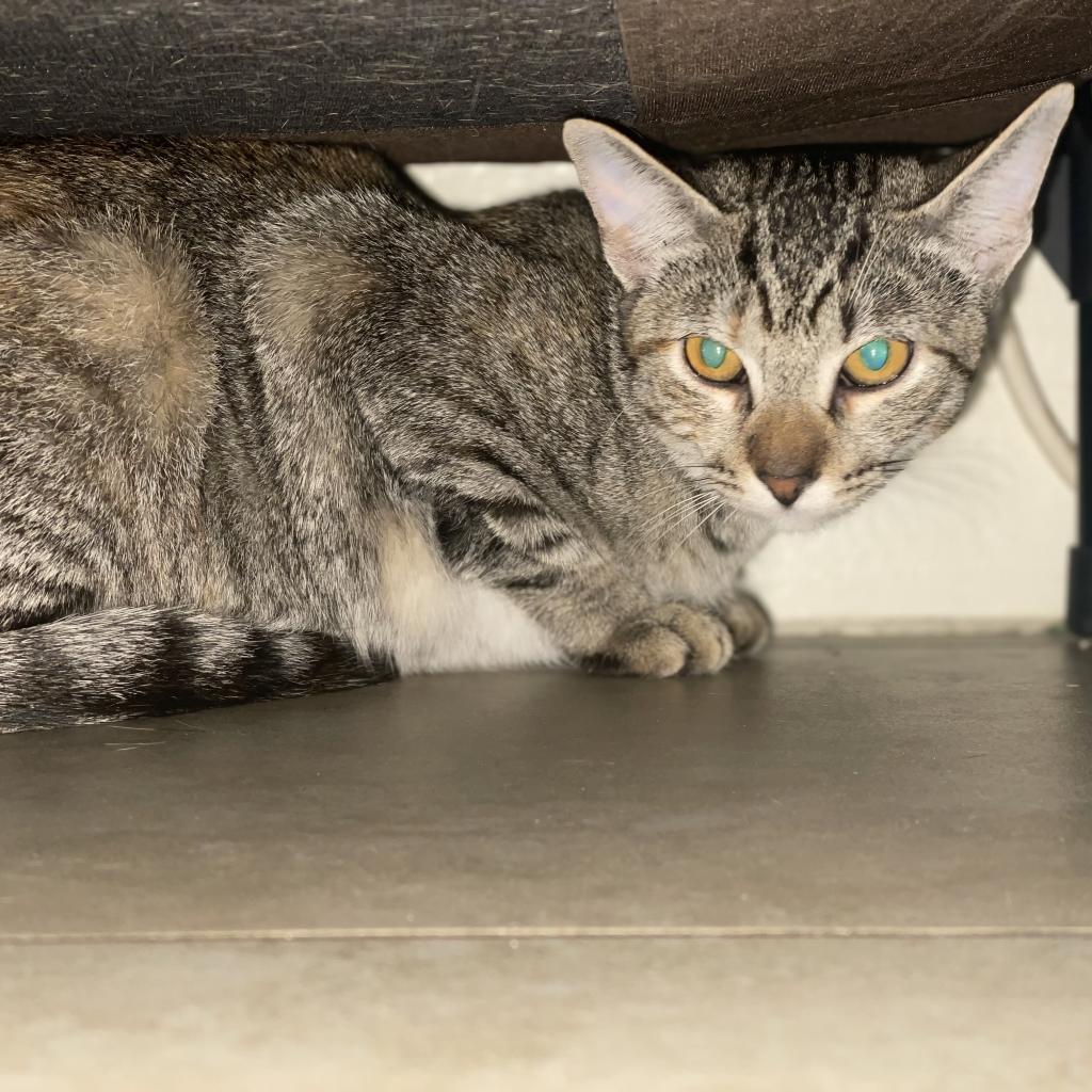 Whiskey — thumbnail 4