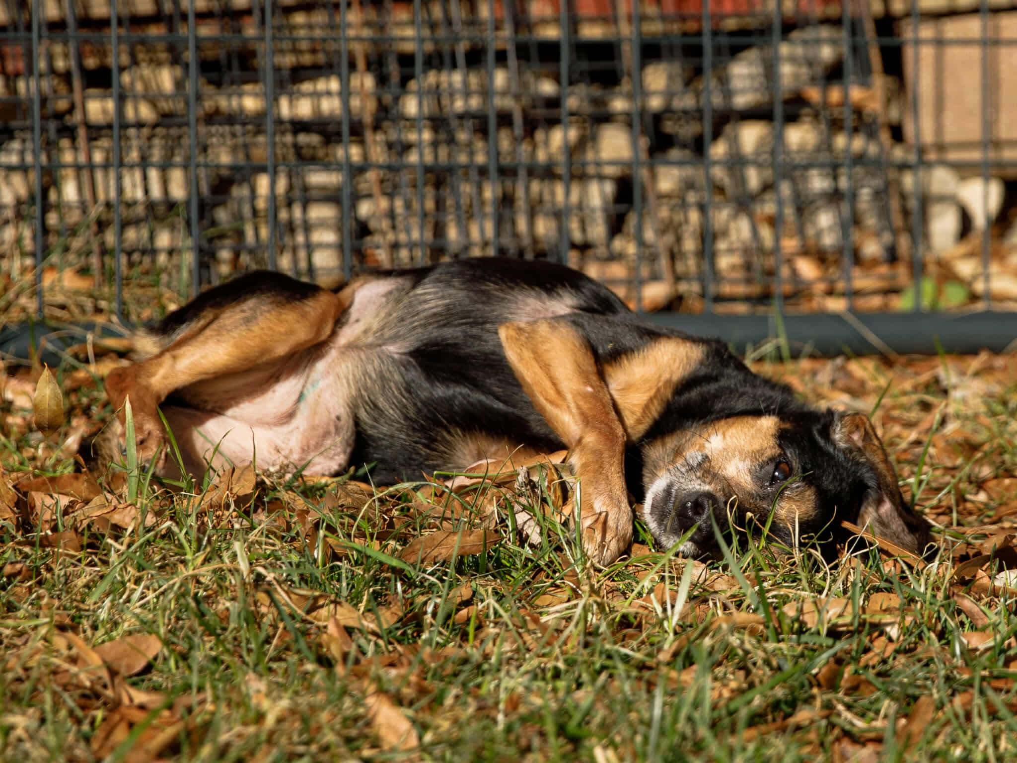 Charley, Adoptable, Senior Female Chihuahua & Dachshund.