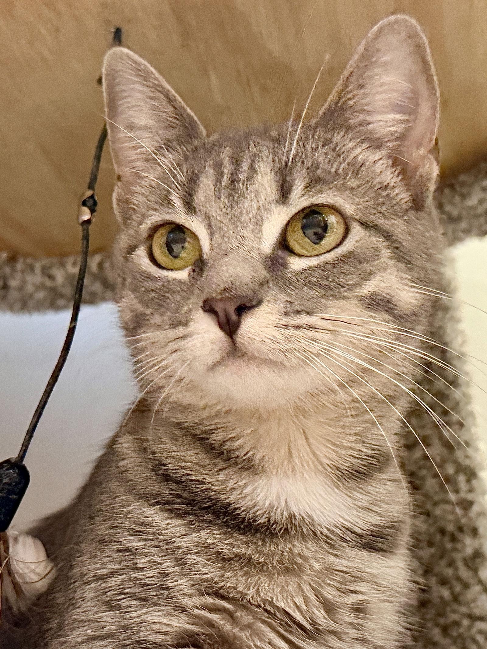 Enlarge Lily, a Adopted Domestic Short Hair in Herndon, VA image 1/3