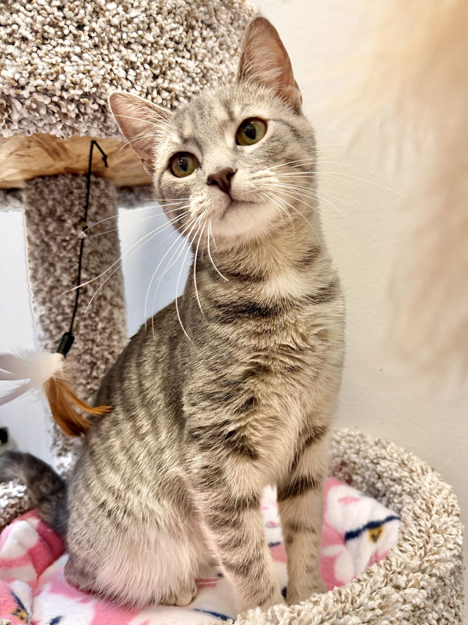 Enlarge Lily, a Adopted Domestic Short Hair in Herndon, VA image 2/3