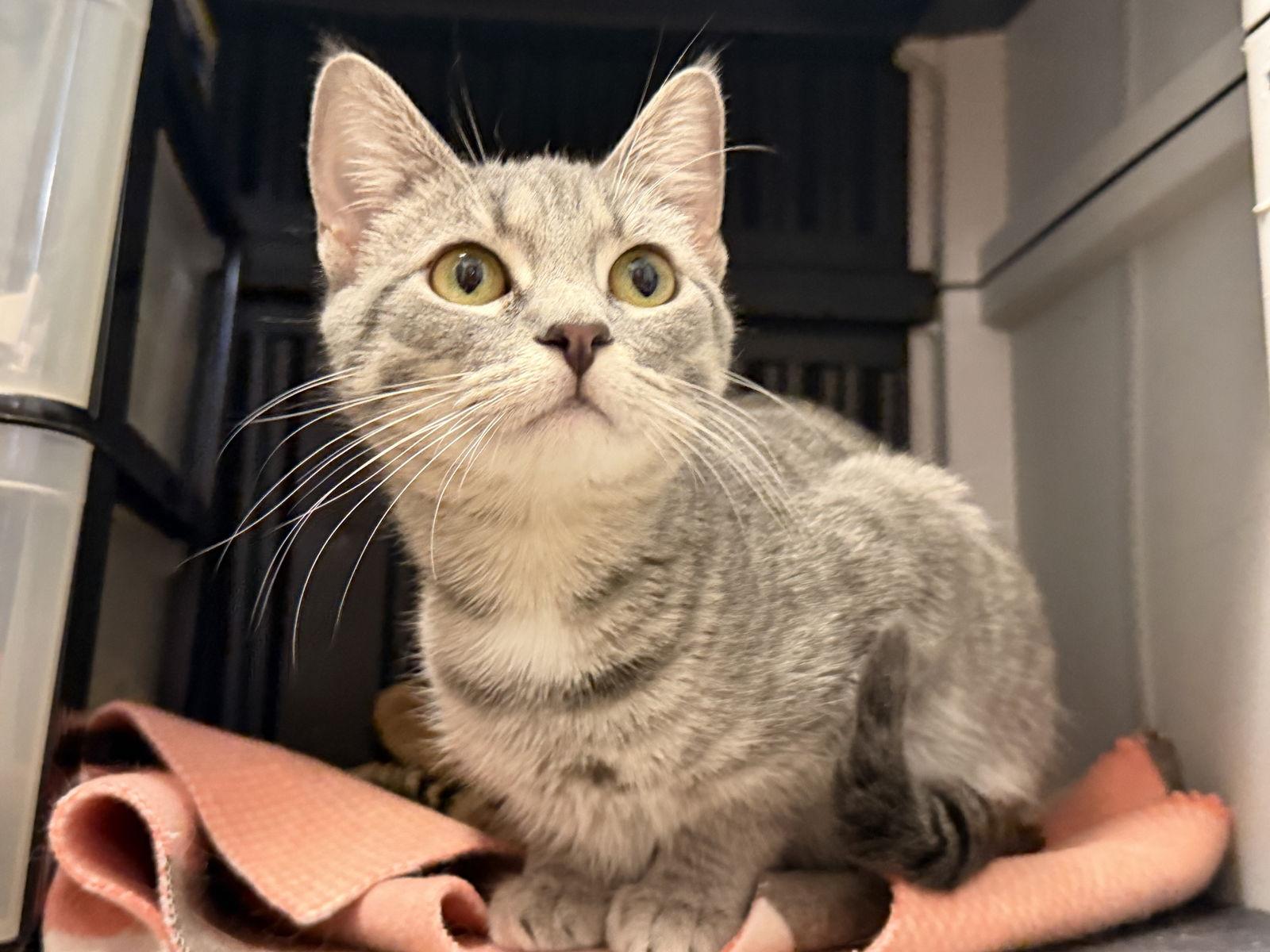 Enlarge Lily, a Adopted Domestic Short Hair in Herndon, VA image 3/3