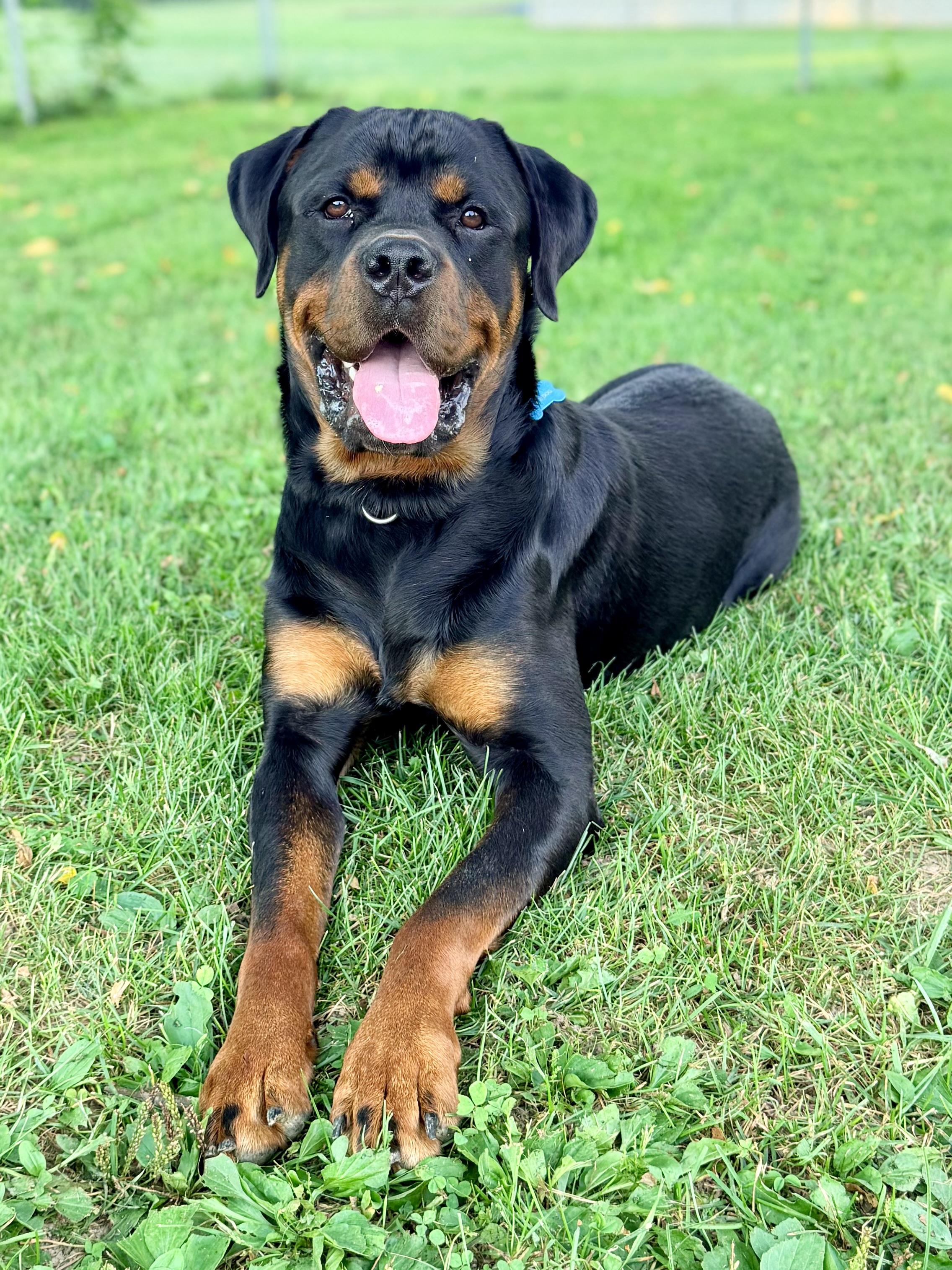 Bronco, ADOPTABLE, Young Male Rottweiler.