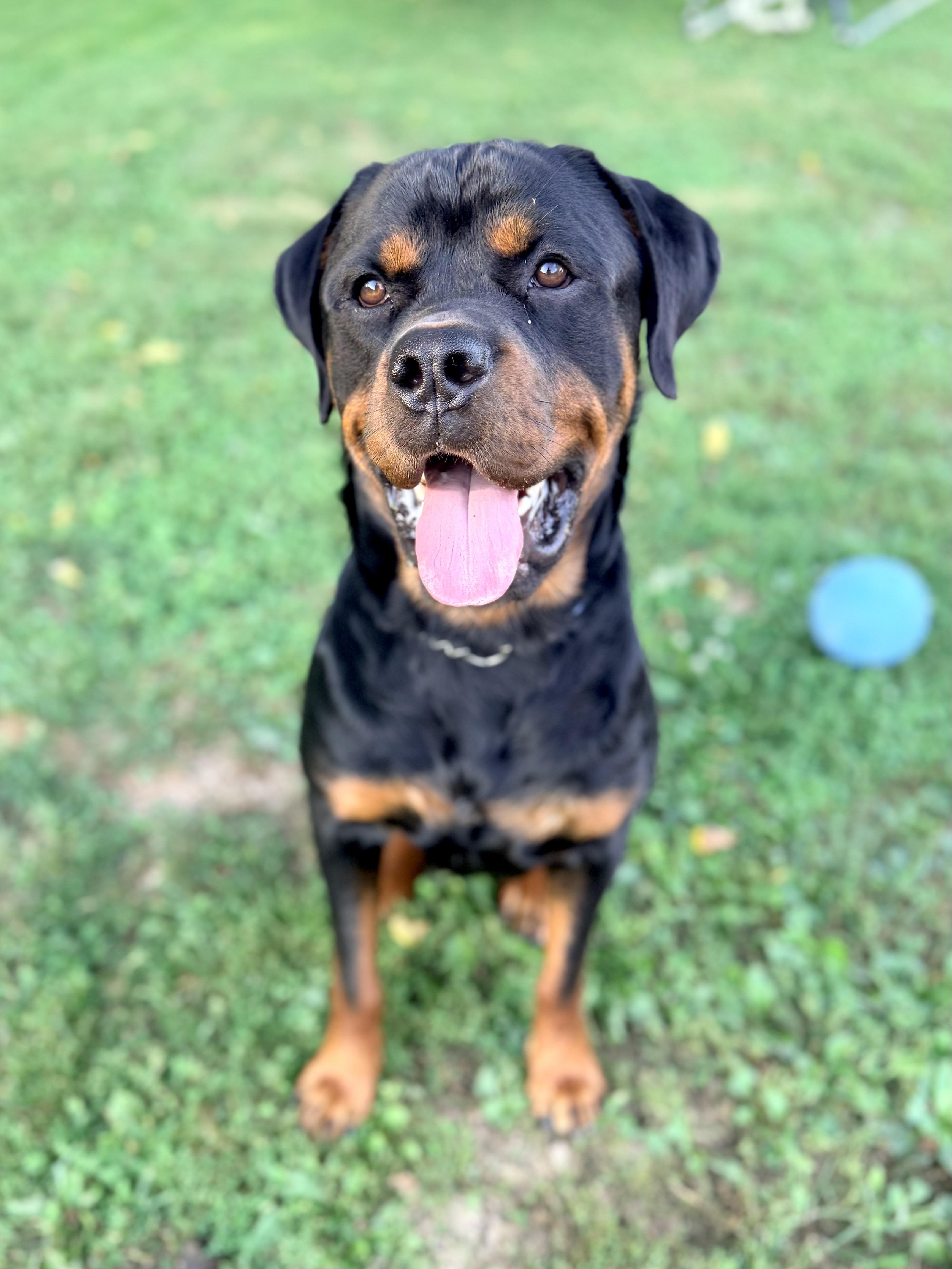 Enlarge Bronco, a ADOPTABLE Rottweiler in New Albany, OH image 3/4