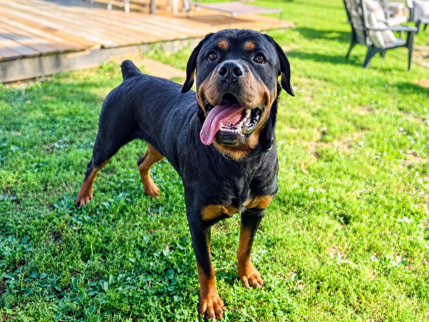 Enlarge Bronco, a ADOPTABLE Rottweiler in New Albany, OH image 4/4