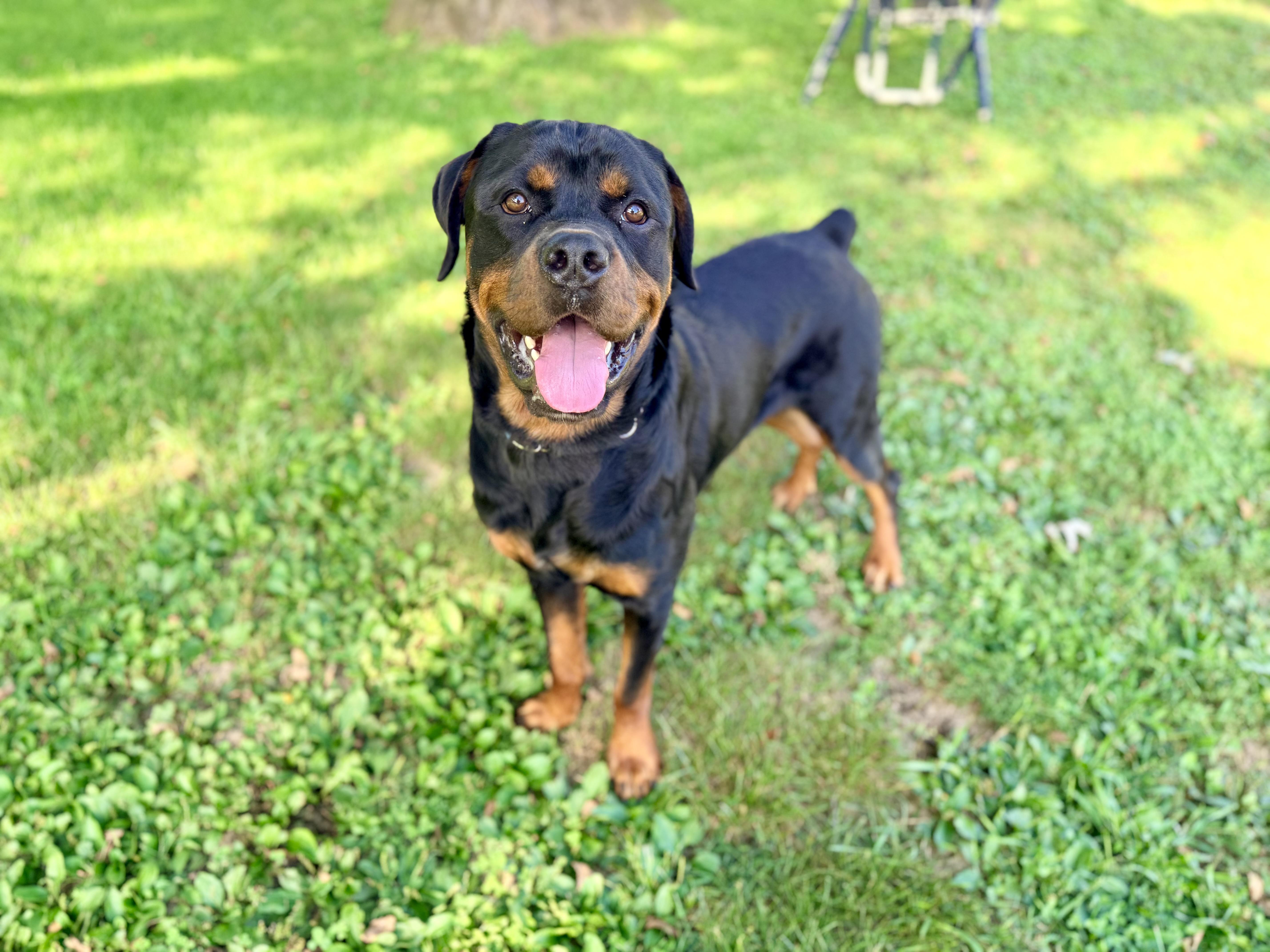 Enlarge Bronco, a ADOPTABLE Rottweiler in New Albany, OH image 2/4