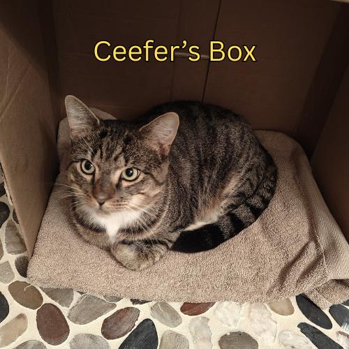 Ceefer-FIV+Positively Wonderful!
