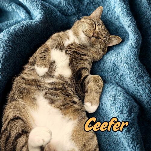 Ceefer-FIV+Positively Wonderful!