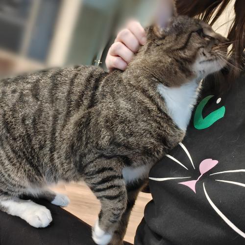 Enlarge Ceefer-FIV+Positively Wonderful!, a Adoptable Domestic Short Hair in Laurel, MD image 2/6