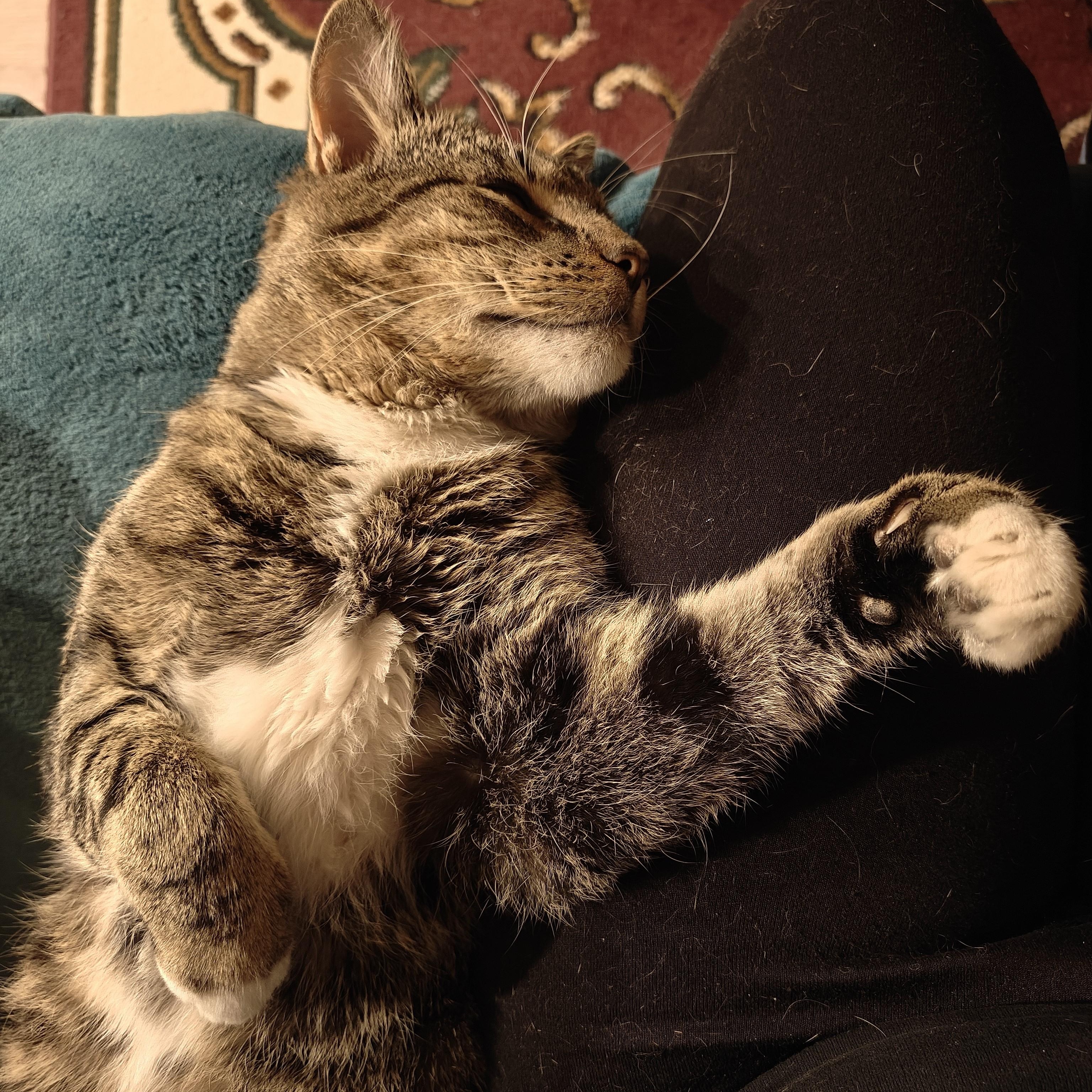 Ceefer-FIV+Positively Wonderful!