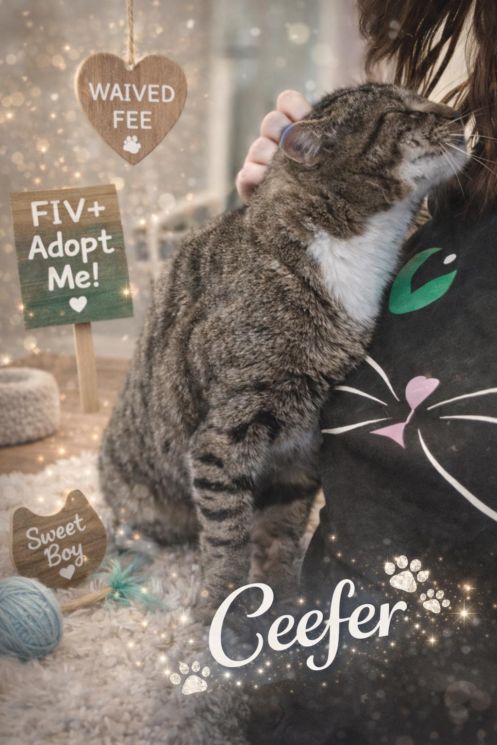 Ceefer-FIV+Positively Wonderful!, Adoptable, Young Male Tabby.