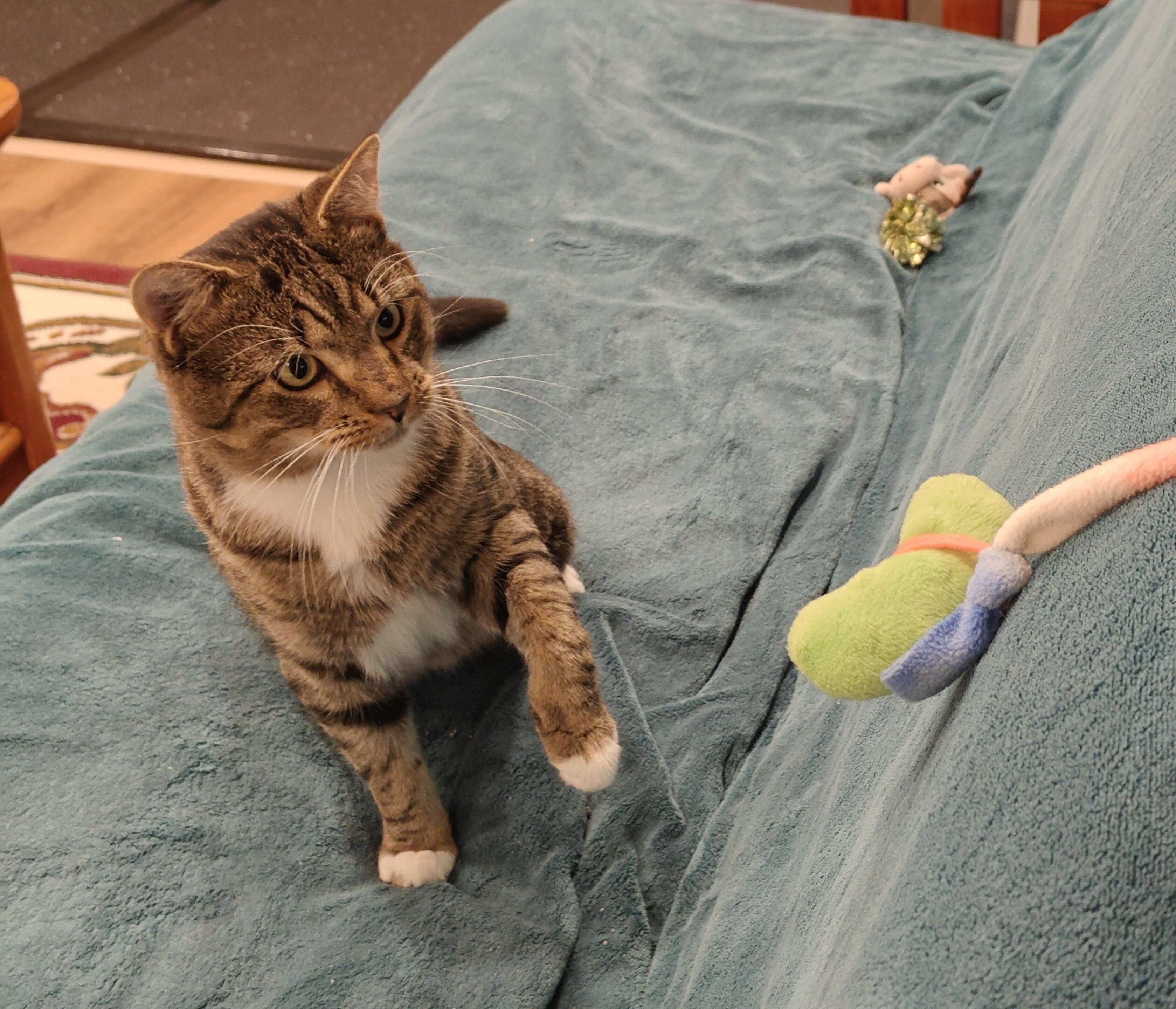 Enlarge Ceefer-FIV+Positively Wonderful!, a Adoptable Domestic Short Hair in Laurel, MD image 4/6