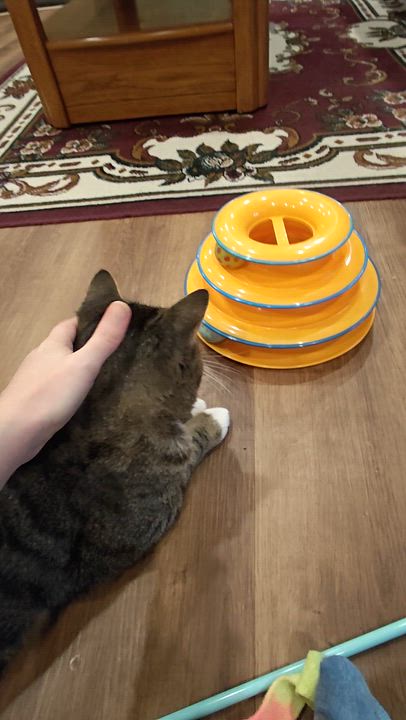 Enlarge Ceefer-FIV+Positively Wonderful!, a Adoptable Domestic Short Hair in Laurel, MD video 6/6