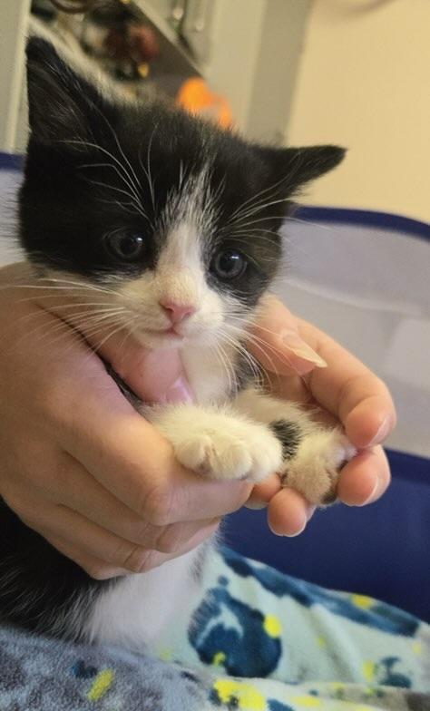 Enlarge Pete, a Adopted Domestic Medium Hair in Davidson, NC image 1/1