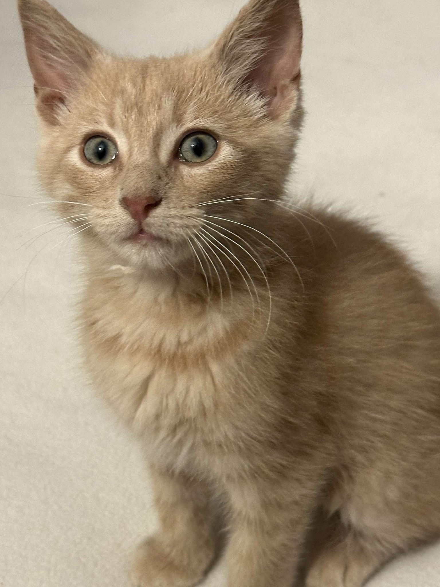 Oliver