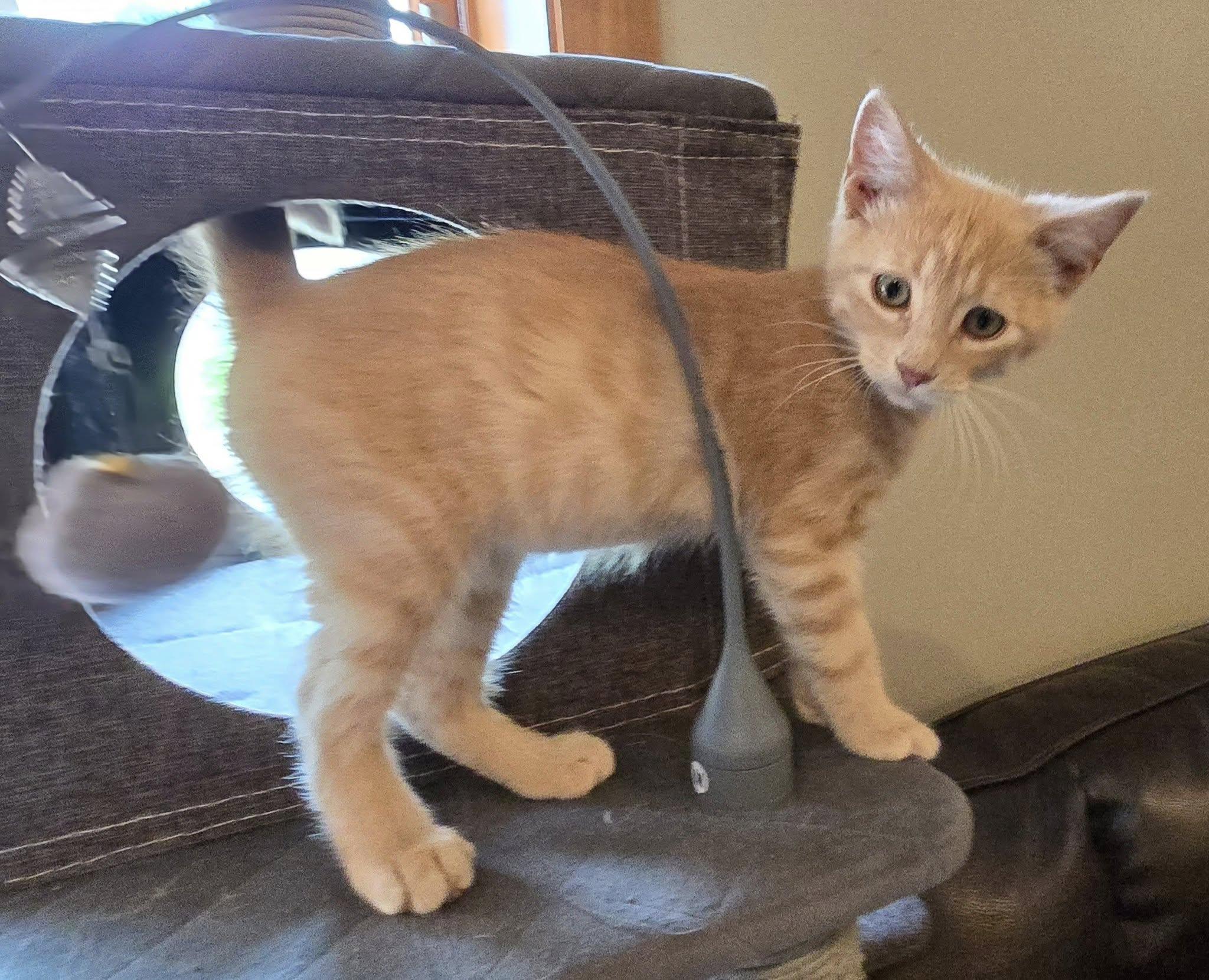 Oliver photo 4
