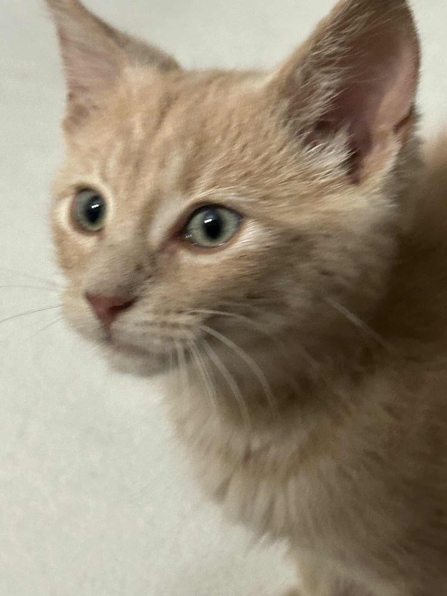 Oliver photo 3