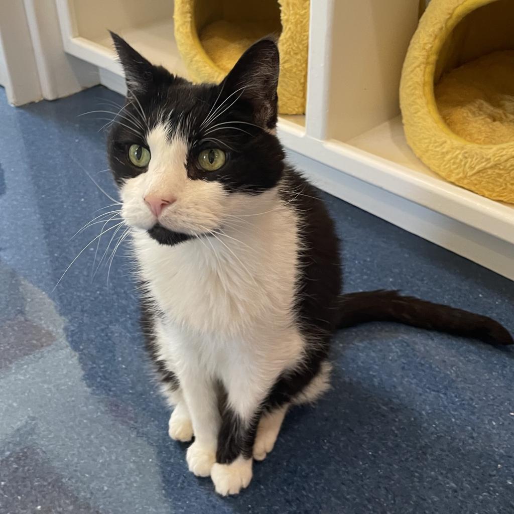 Enlarge Quic, a Adoptable Domestic Short Hair in Oyster Bay, NY image 1/3