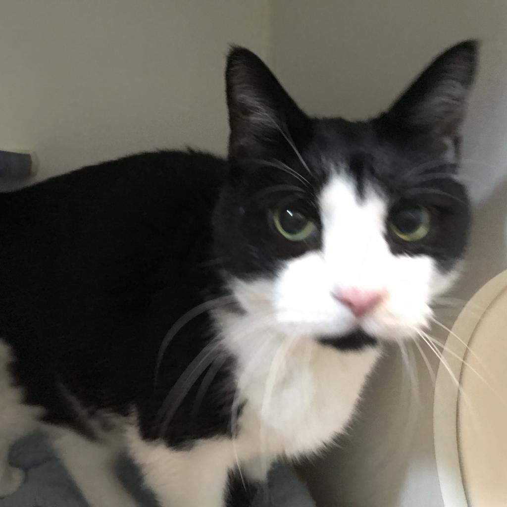 Enlarge Quic, a Adoptable Domestic Short Hair in Oyster Bay, NY image 2/3