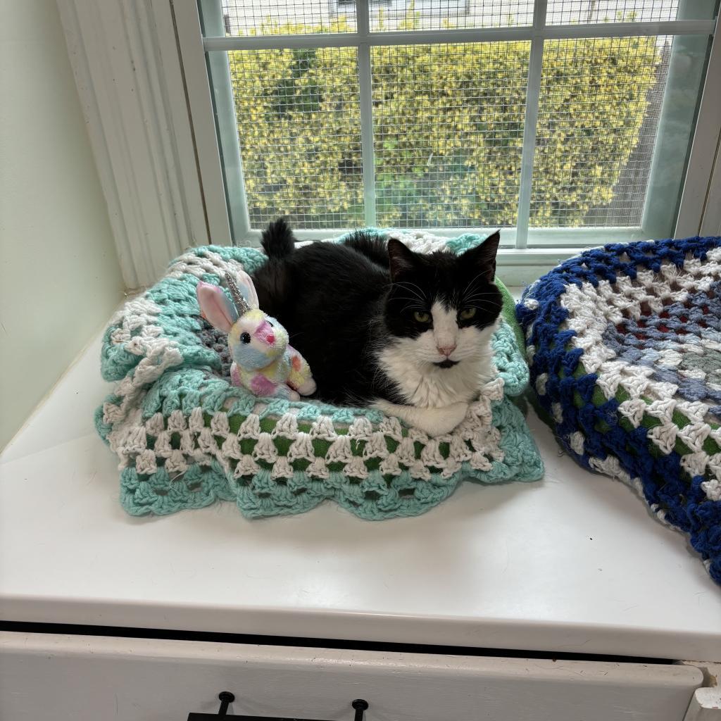 Enlarge Quic, a Adoptable Domestic Short Hair in Oyster Bay, NY image 3/3