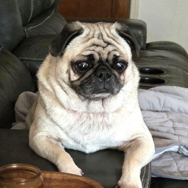 Samson, Adoptable, Young Male Pug.