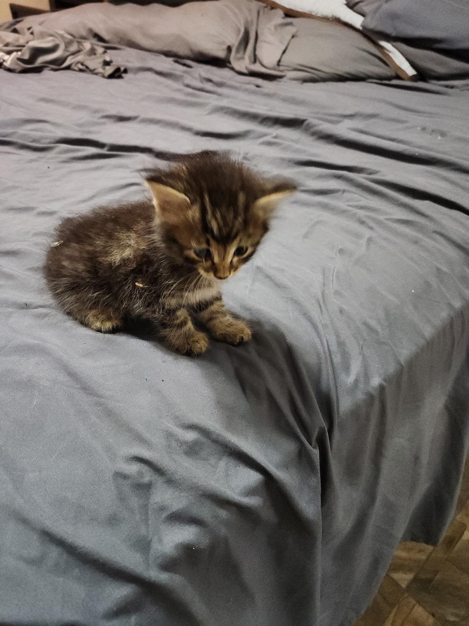 Rajah, an adoptable Tabby in Snyder, TX, 79550 | Photo Image 1