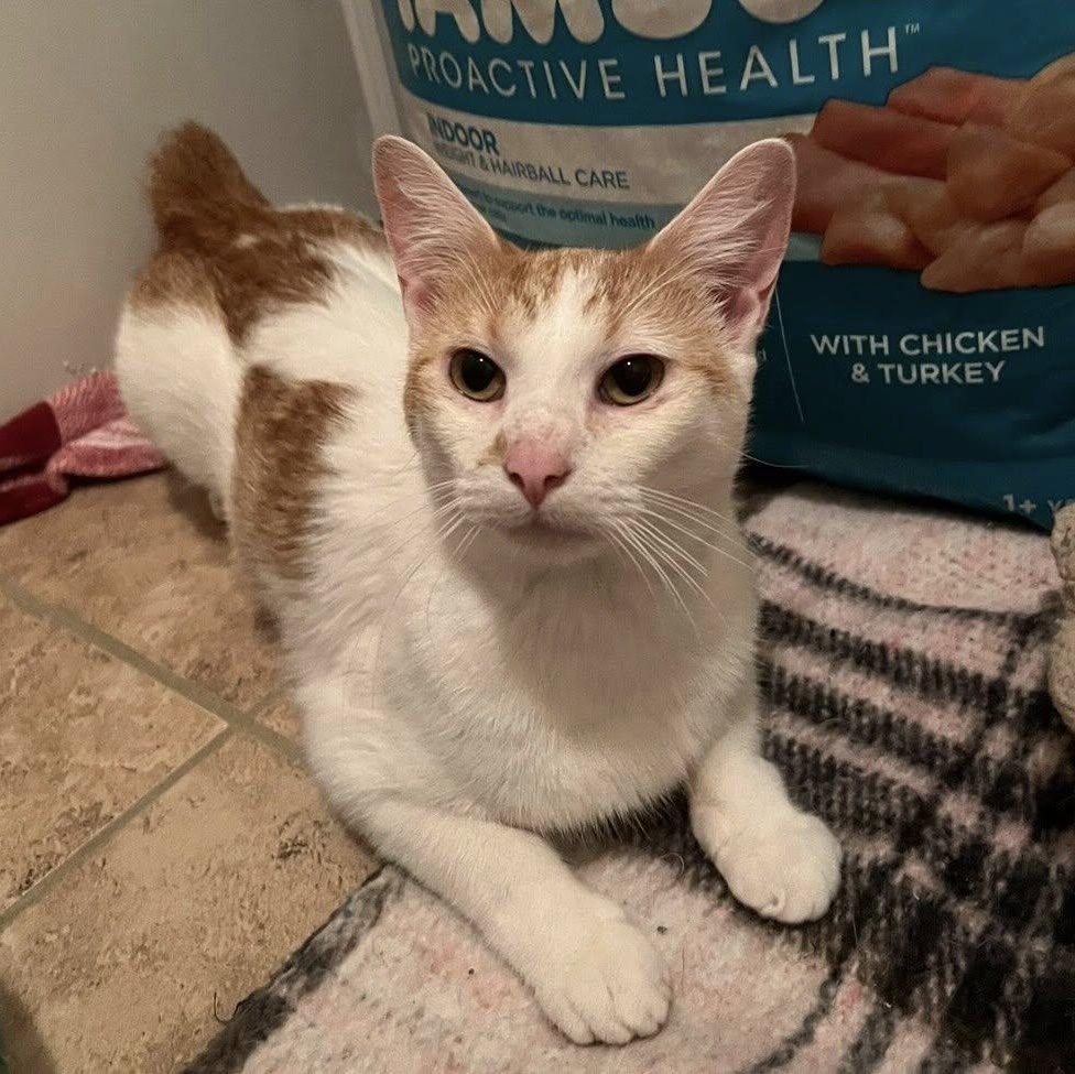 Enlarge Nilah, a Adoptable American Bobtail in jacksonville, FL image 3/4