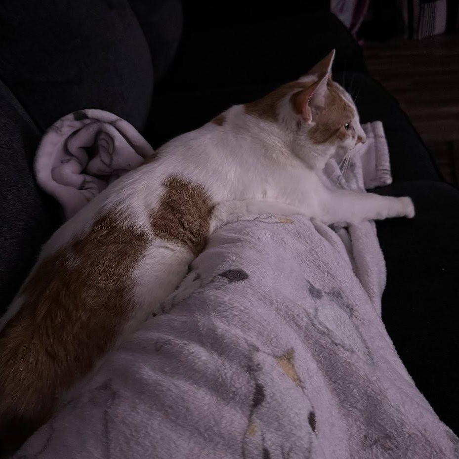 Enlarge Nilah, a Adoptable American Bobtail in jacksonville, FL image 2/4